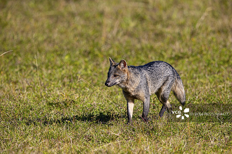 南美林狐（Cerdocyon thous），巴西潘塔纳尔图片素材