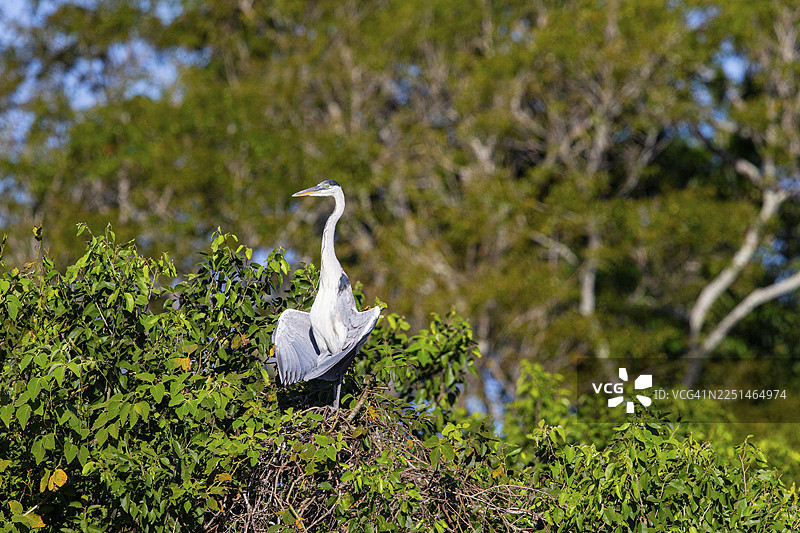 古柯鹭（Ardea cocoi） 巴西潘塔纳尔湿地图片素材