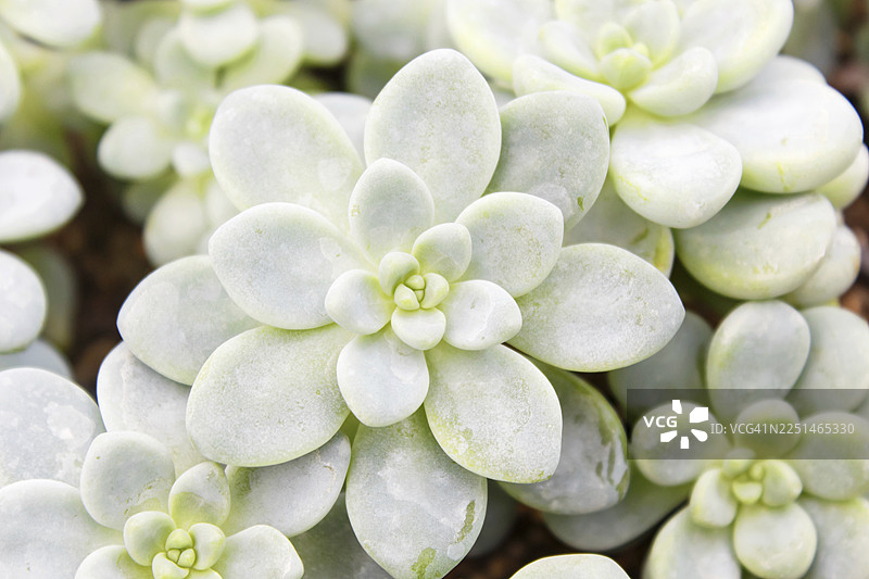 温室里美丽的肉质植物。特写，花卉图案，选择性聚焦图片素材