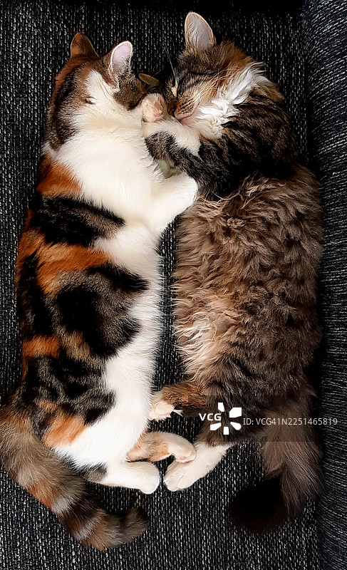 两只可爱的猫咪在深色纹理表面上依偎着安详地睡觉，展现出它们美丽的皮毛纹理图片素材