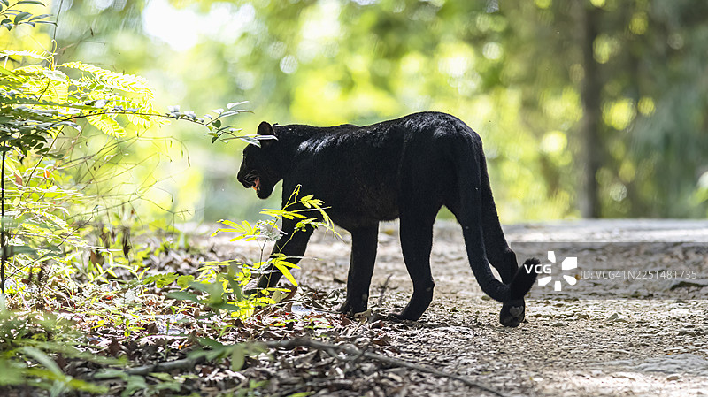 黑豹，热带雨林中的黑豹图片素材