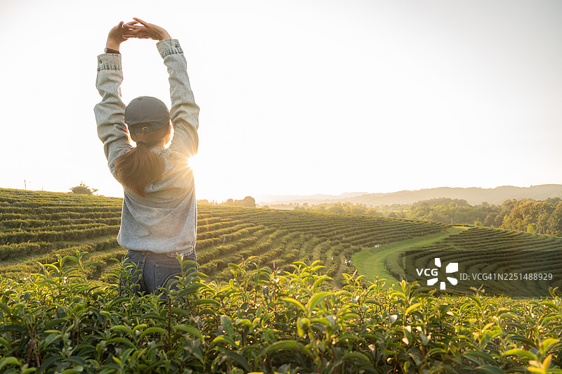 日落时分，快乐的女农夫从背后伸展身体，眺望着美丽的茶园风光。图片素材
