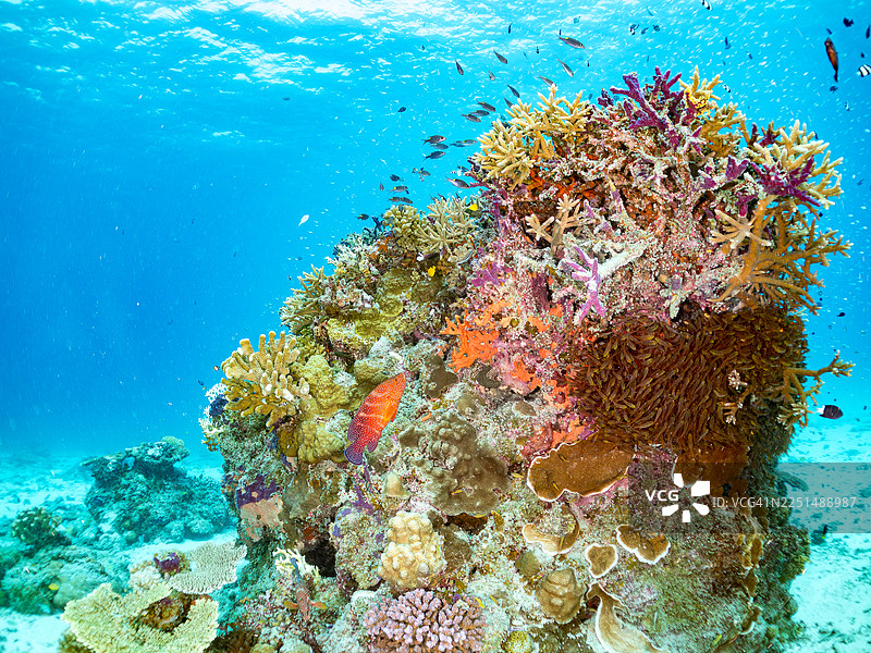 珊瑚鲈，蓝点石斑鱼，捕食者。发光天竺鲷，细长天竺鲷，细长红眼鱼，矮海雀鲷，兰氏矮海雀鲷，安室岛，冲绳，一群热带鱼。美丽的珊瑚礁和人图片素材