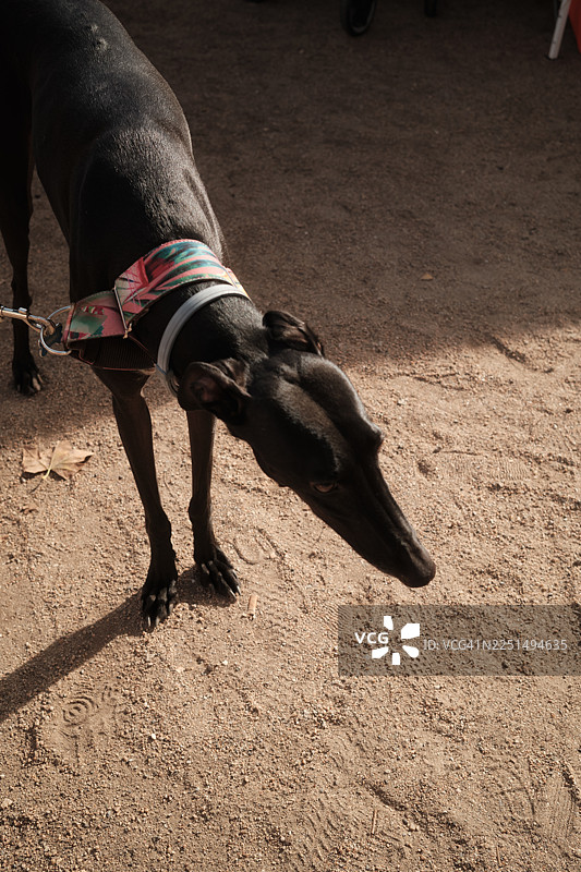 戴着项圈向下看的黑灰色猎犬图片素材