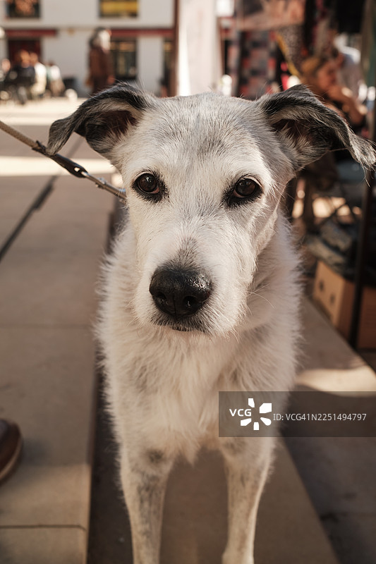 一只老灰狗自信地站在户外，牵着牵引绳图片素材