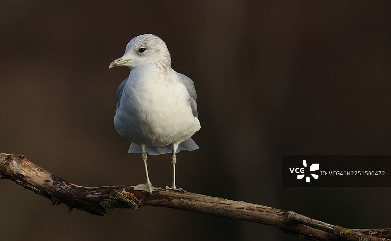 一只普通海鸥（Larus canus）栖息在一棵悬在湖面上的树枝上。图片素材