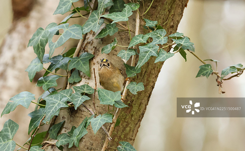 一只金冠鹎（Regulus regulus）正在常春藤丛中觅食。图片素材