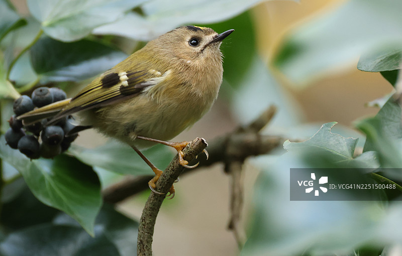 金冠鹪鹩（Regulus regulus）在常春藤丛中觅食。图片素材