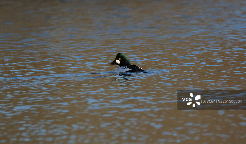 一只雄性金眼鸭（Bucephala clangula）在湖中游泳。图片素材