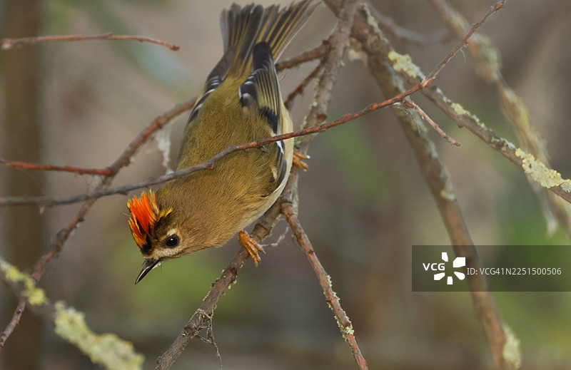一棵树上展示的金冠鹀（Regulus regulus）。图片素材