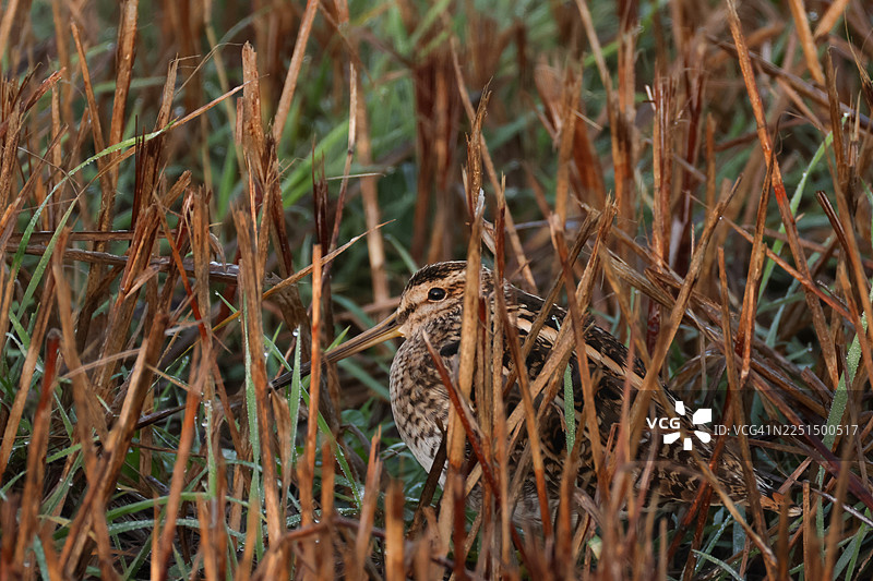 一只鹬（学名：Gallinago gallinago）栖息在水边芦苇丛中。图片素材