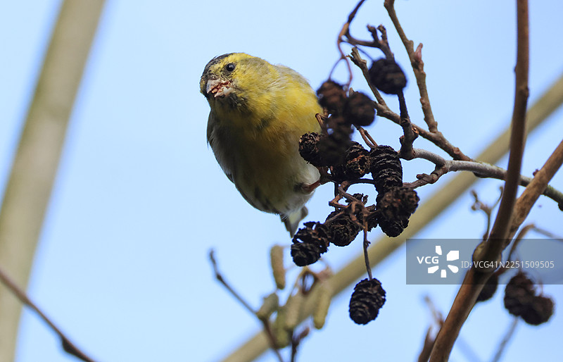 一只雄性欧亚金翅雀（Carduelis spinus）正在吃榿木的种子。图片素材
