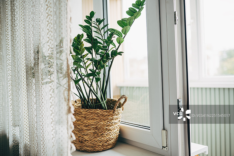 舒适的客厅，有盆栽植物和模糊的背景图片素材