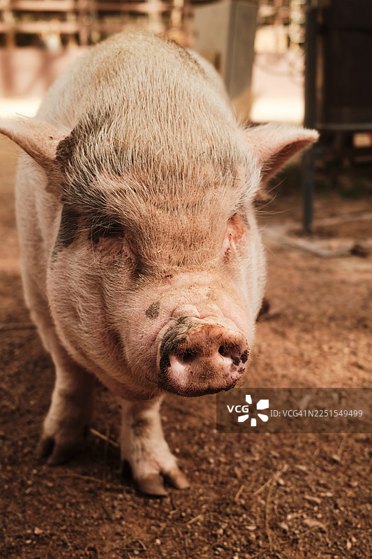 农场猪鼻子特写图片素材