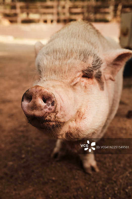 特写猪鼻子，直视镜头图片素材