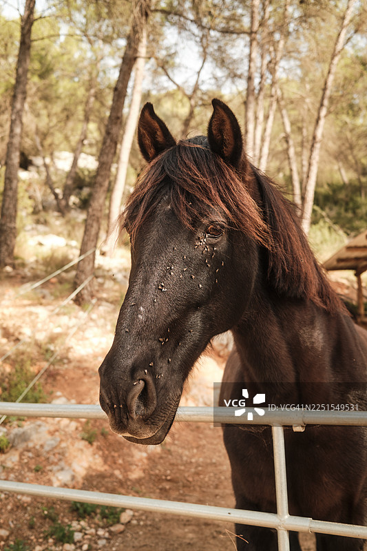 马脸上有苍蝇，站在栅栏后面，马是深褐色的图片素材