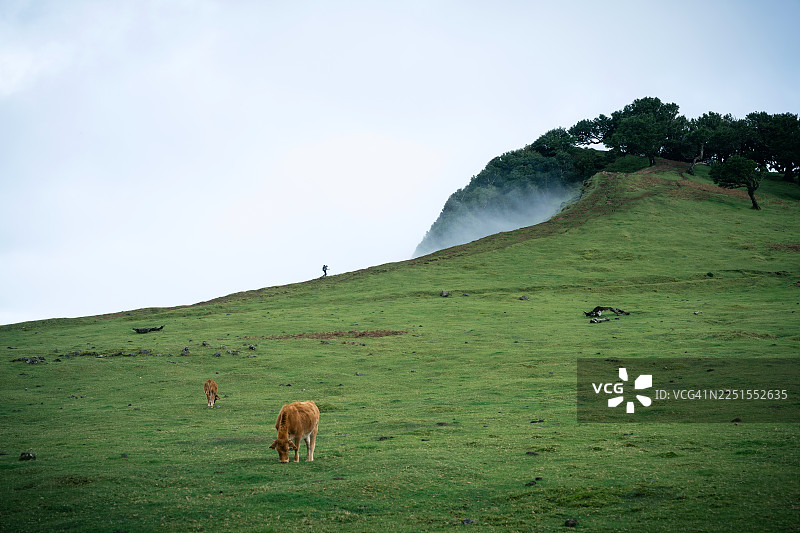 法纳尔森林的风景，有奶牛和登山者在多云的山上图片素材