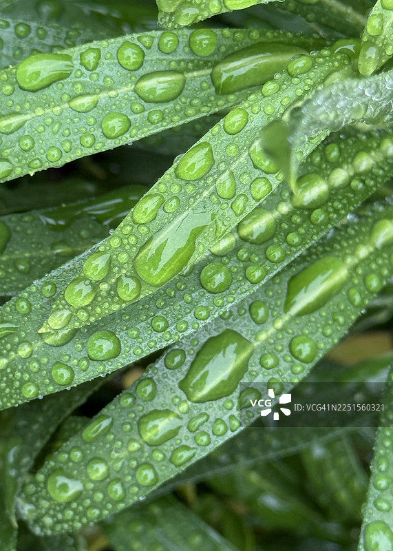 特写镜头下，紫罗兰植物叶片上的雨滴图片素材