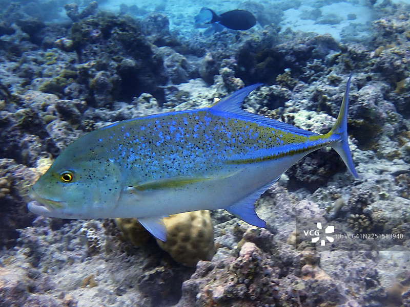 蓝鳍鲹（Caranx melampygus），马尔代夫埃里亚杜岛图片素材