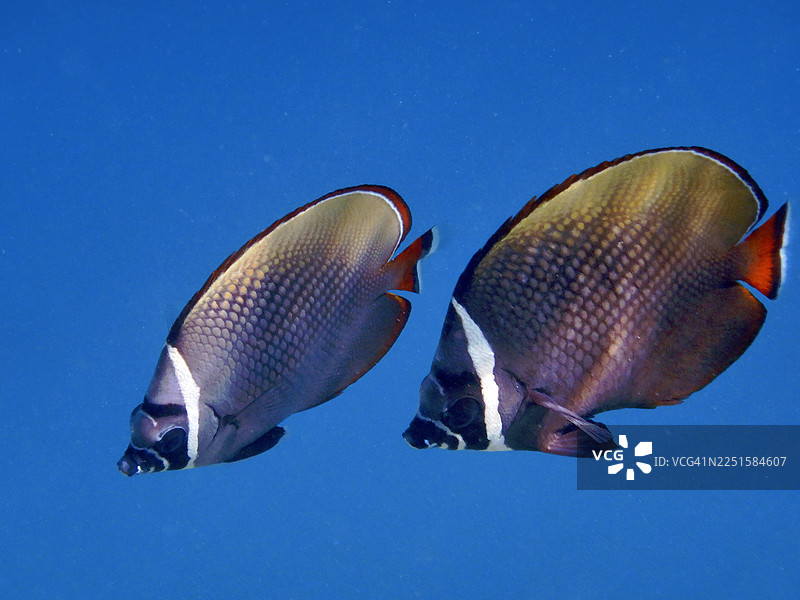马尔代夫埃里亚杜岛的两种红尾蝶鱼（Chaetodon Collare）图片素材
