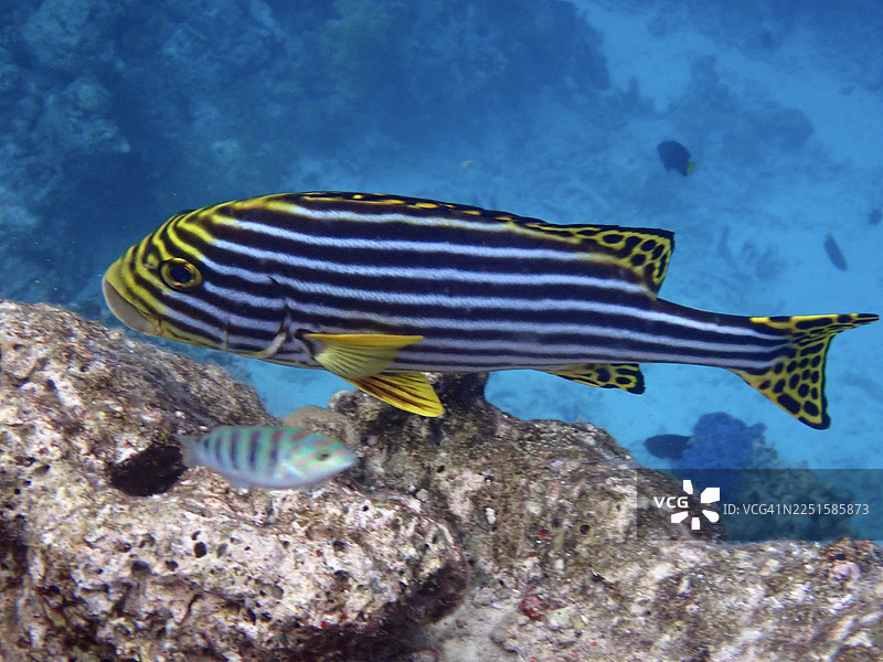 东方唇齿鱼（Plectorhinchus orientalis），马尔代夫埃里亚杜岛图片素材