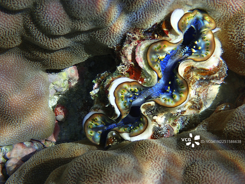 马尔代夫埃里亚杜岛的蓝色和绿色砗磲或巨蚌图片素材