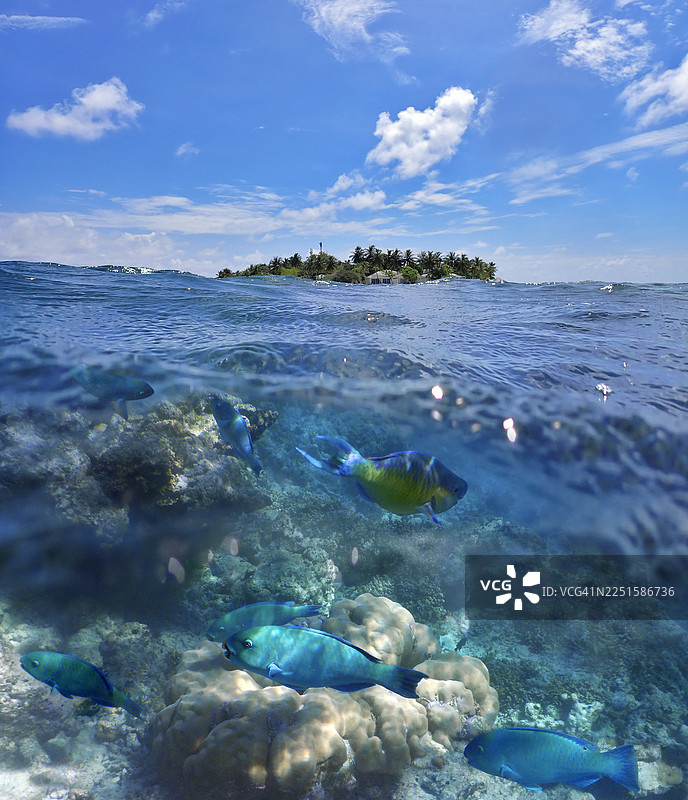 马尔代夫共和国,埃里亚杜岛(Eriyadoo or Eriyadu Island)的分割层视图,上方和水下均有鹦嘴鱼群图片素材