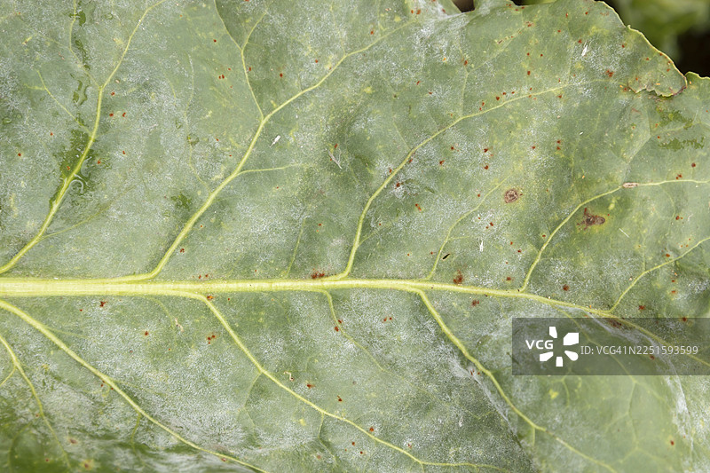 甜菜（Beta vulgaris）叶片感染了锈病（Uromyces betae）和白粉病（真菌性植物病原体病害，英国英格兰）图片素材