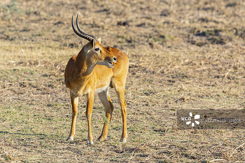 普库（Kobus vardoni）雄性，赞比亚，八月图片素材