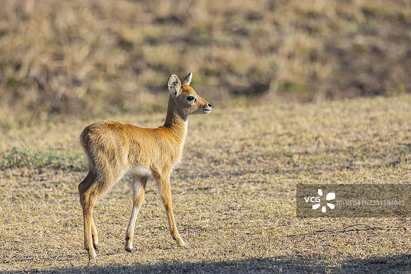 普库（Kobus vardoni）幼崽，赞比亚，八月图片素材