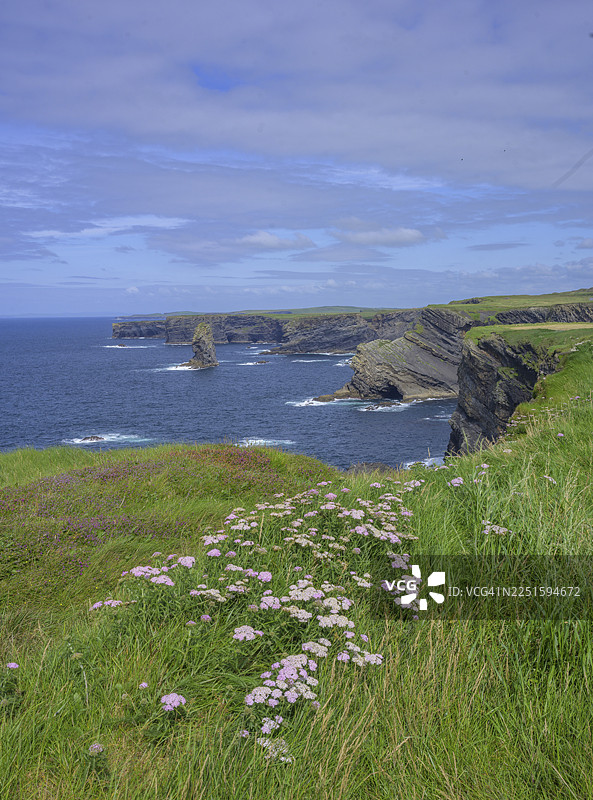 爱尔兰克莱尔郡基尔基的普通蓍草（Achillea millefolium）和悬崖海岸图片素材