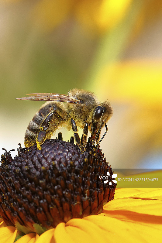 欧洲蜜蜂(Apis mellifera)正在采集黄锥花(Echinacea paradoxa)的花蜜,身体上沾满了花粉,微距摄影,德国北莱茵-威斯特法伦州威尔恩斯多夫。图片素材