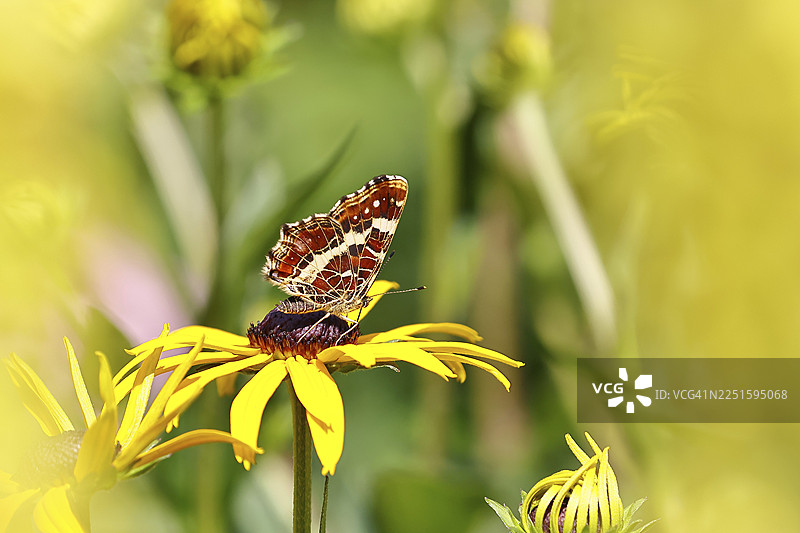 地锦蛱蝶(Araschnia levana),夏型,翅膀闭合,翅腹面,在紫色松果菊(Echinacea paradoxa)的花上,野外自然环境中,特写,野生动植物,昆虫,蝴蝶,蝴蝶,威尔恩斯多夫,北莱茵-威斯特法伦州图片素材