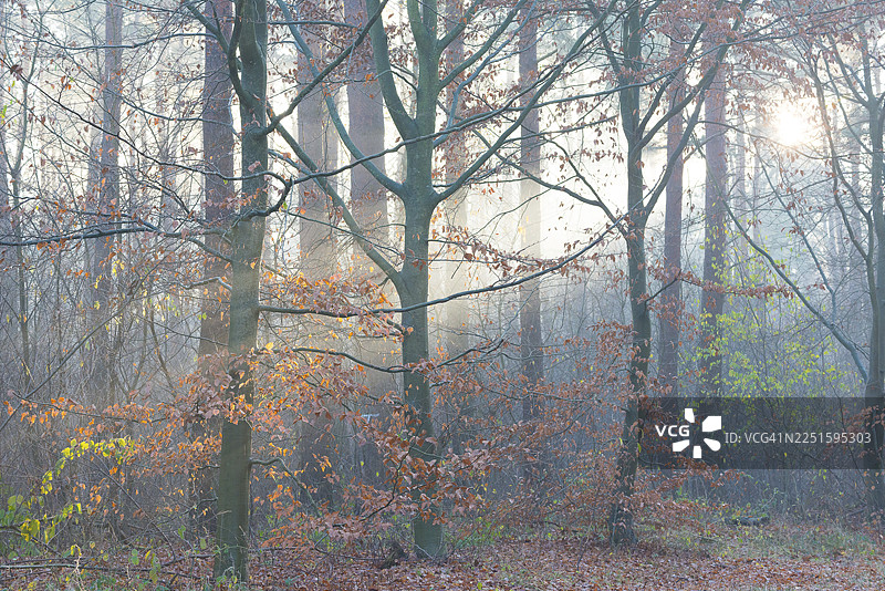 欧洲山毛榉在迷雾森林中，残留着秋季的色彩，光线穿透，欧洲山毛榉（Fagus sylvatica），普通山毛榉，红山毛榉，色彩斑斓的秋叶，林下植被，自然森林，神秘，魔幻，氛围感，薄雾，朦胧，茂密图片素材