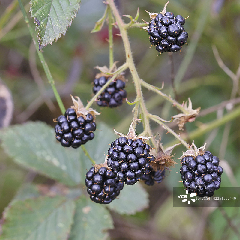 黑莓（悬钩子属），森林灌木丛中成熟的果实，德国北莱茵-威斯特法伦州威尔恩斯多夫图片素材