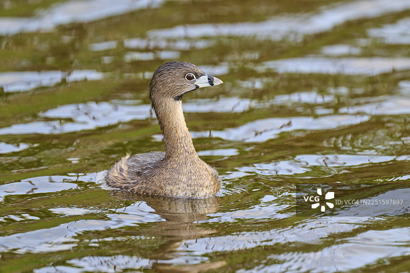 一只棕色羽毛的鸊鷉(Podilymbus podiceps)在水中宁静地游泳,春天,奥兰多湿地,佛罗里达州,美国图片素材