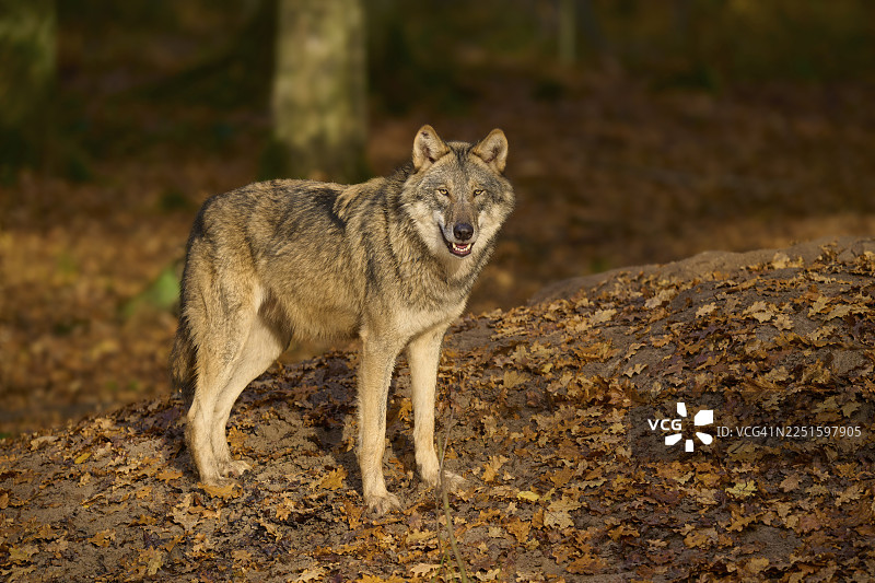 一只孤独的狼在森林里，周围是秋天的落叶，狼（犬科），德国图片素材
