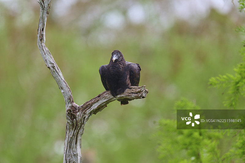 一只秃鹫孤独地坐在一根光秃秃的树枝上，背景是绿色模糊的，火鸡秃鹫（Cathartes aura），春天，奥兰多湿地，圣诞节，佛罗里达，美国图片素材