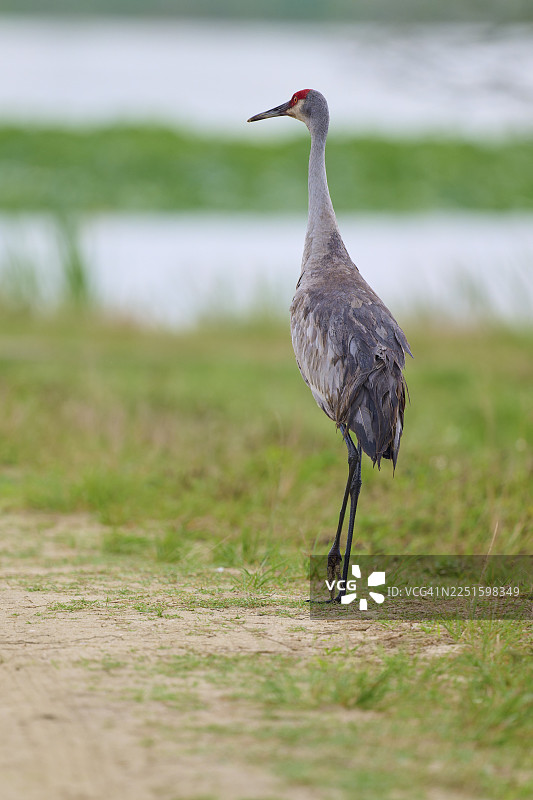 一只孤鹤站在小路上，背景是水景，加拿大鹤或佛罗里达鹤（Grus canadensis pratensis），春天，奥兰多湿地，圣诞节，佛罗里达，美国图片素材