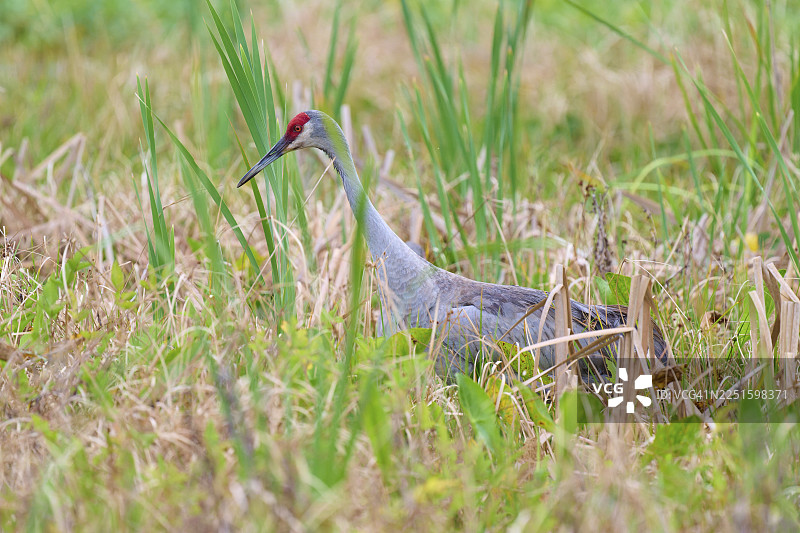 一只鹤站在绿草丛中，周围环绕着芦苇，展现着大自然的宁静。这是加拿大鹤或佛罗里达鹤（Grus canadensis pratensis），摄于春天，地点为佛罗里达州奥兰多湿地，美国奥兰多。图片素材