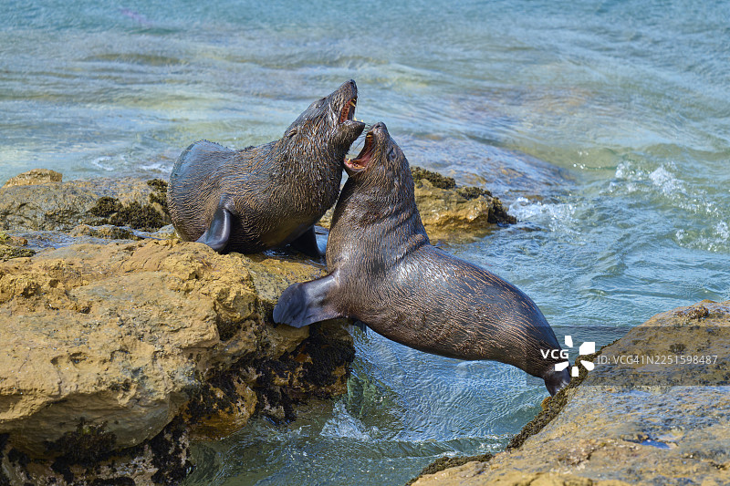 两只海豹在新西兰岩石上活泼互动，靠近水边，新西兰毛海豹（Arctocephalus forsteri），沙格角瞭望点，沙格角，帕尔默斯顿，奥塔哥，南岛，新西兰图片素材