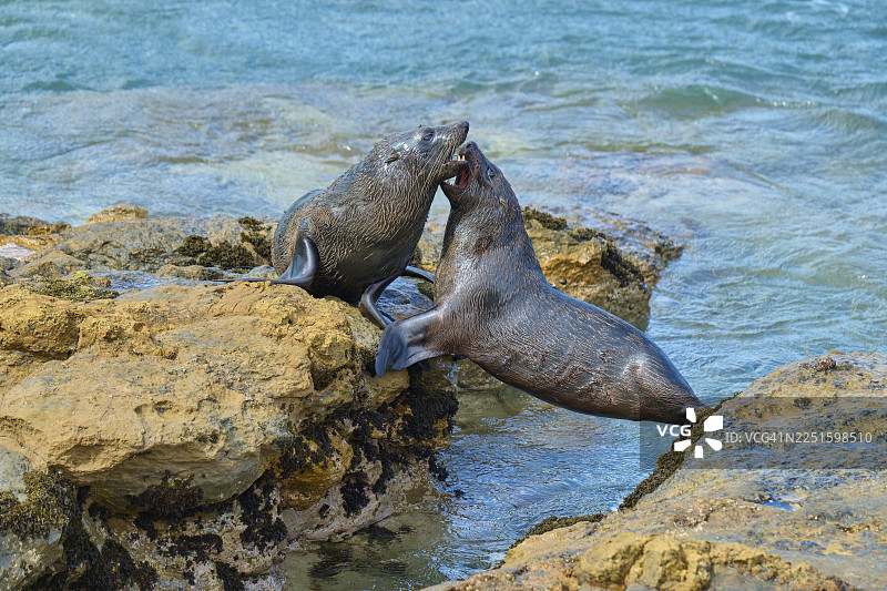 新西兰毛海豹（Arctocephalus forsteri）在岩石海岸边活跃玩耍，新西兰，南岛，奥塔哥，帕尔默斯顿，沙格角，沙格角瞭望台图片素材