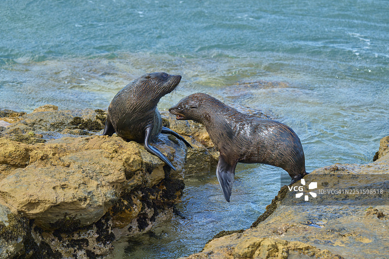 两只海豹在新西兰的岩石上生动地交流，靠近水边，新西兰毛海豹（Arctocephalus forsteri），沙格角观景点，沙格角，帕尔默斯顿，奥塔哥，南岛，新西兰图片素材