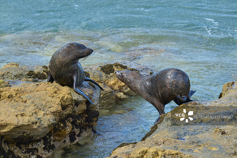 两只海豹在新西兰沙格角海边的岩石海岸上交流，新西兰毛海豹（Arctocephalus forsteri），沙格角瞭望点，沙格角，帕尔默斯顿，奥塔哥，南岛，新西兰图片素材