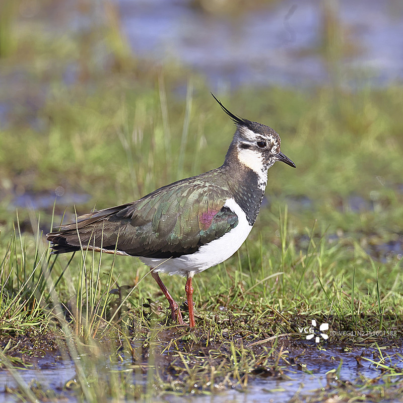 凤头麦鸡（Vanellus vanellus），羽毛华丽，在沼泽草甸觅食，野生动物，伦布鲁赫，奥克森沼泽，杜默自然公园，下萨克森，德国图片素材