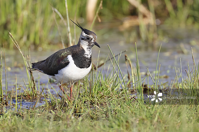 凤头麦鸡（Vanellus vanellus），羽毛华丽，在沼泽草甸觅食，野生动物，兰布鲁赫，奥克森沼，杜默自然公园，下萨克森州，德国图片素材