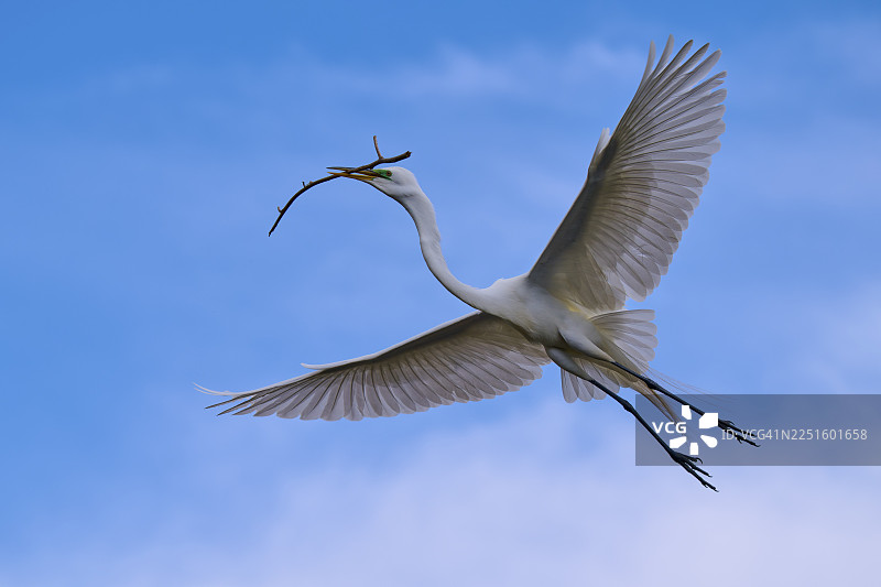 一只壮丽的大白鹭（Egretta alba）在广阔的蓝天中衔着树枝飞翔，摄于春天，佛罗里达州奥兰多湿地公园。图片素材