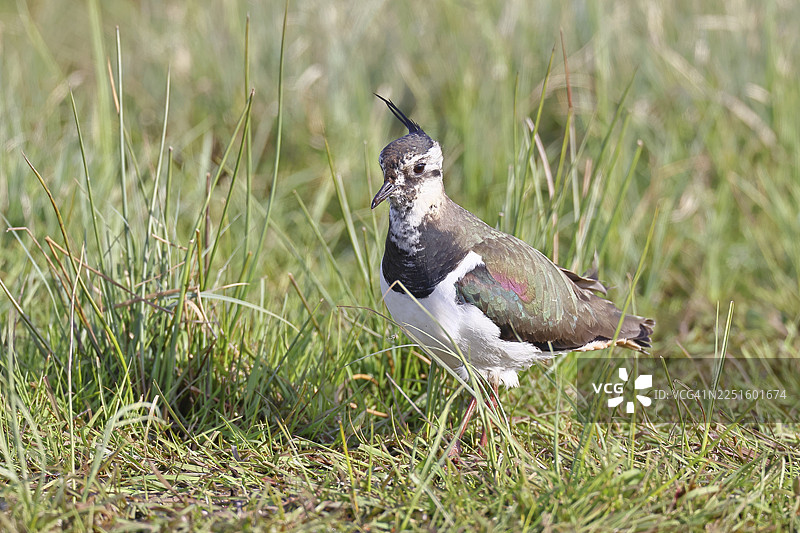 凤头麦鸡（Vanellus vanellus），羽毛华丽，在沼泽草甸觅食，野生动物，兰布鲁赫，奥克森沼，迪默自然公园，下萨克森，德国图片素材