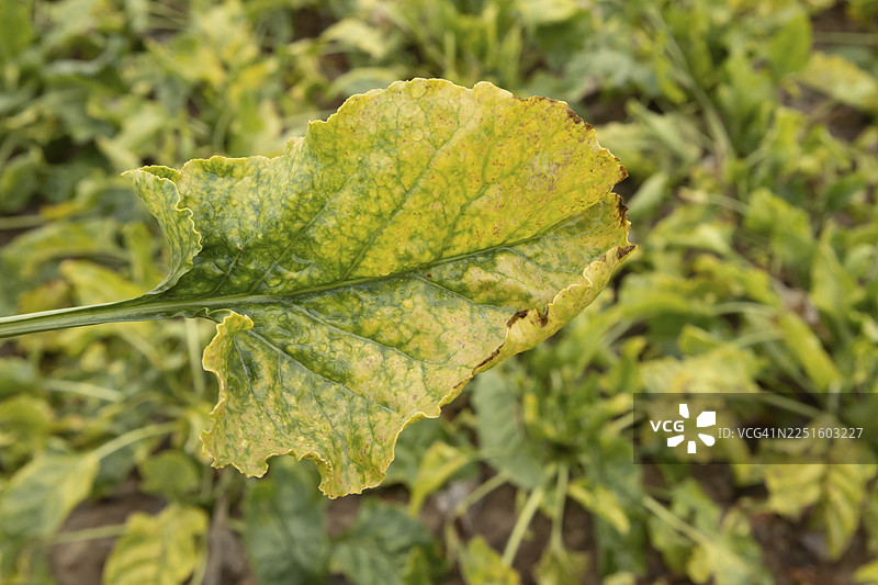 英国英格兰农田里的甜菜（Beta vulgaris）作物叶片感染了病毒性黄疸病原体。图片素材