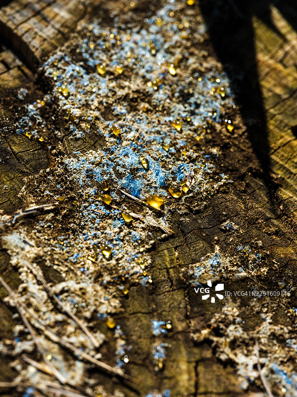 滴落着树脂并带有蓝色油漆标记的树桩图片素材